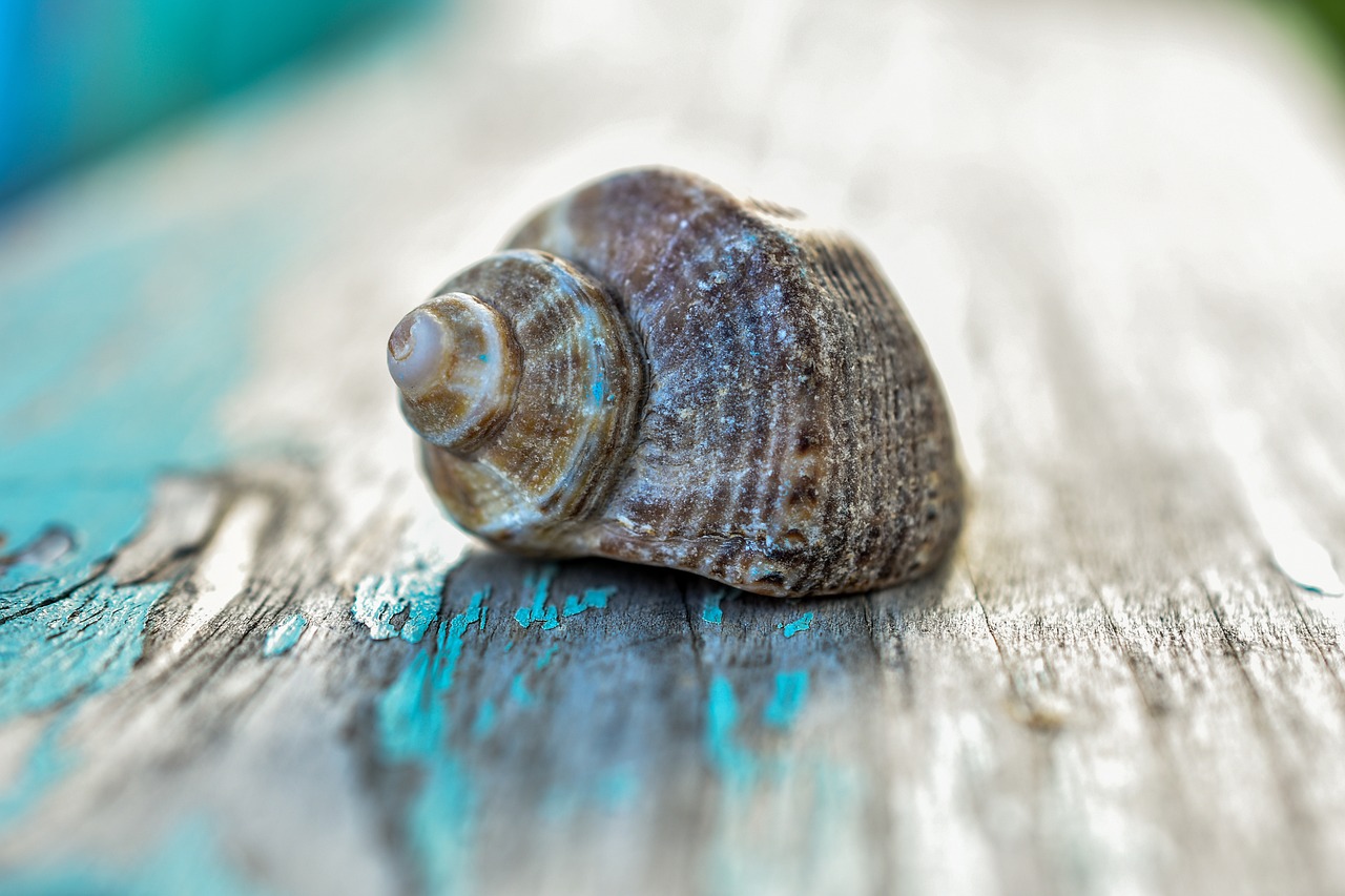 calculator pensie anticipata 2025